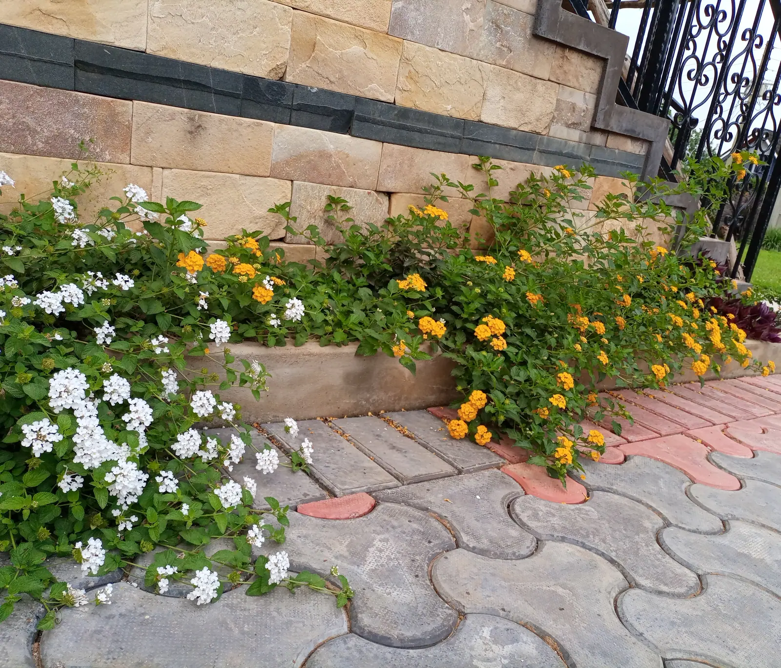 White and yellow flowers soften the border beside the steps and paving.