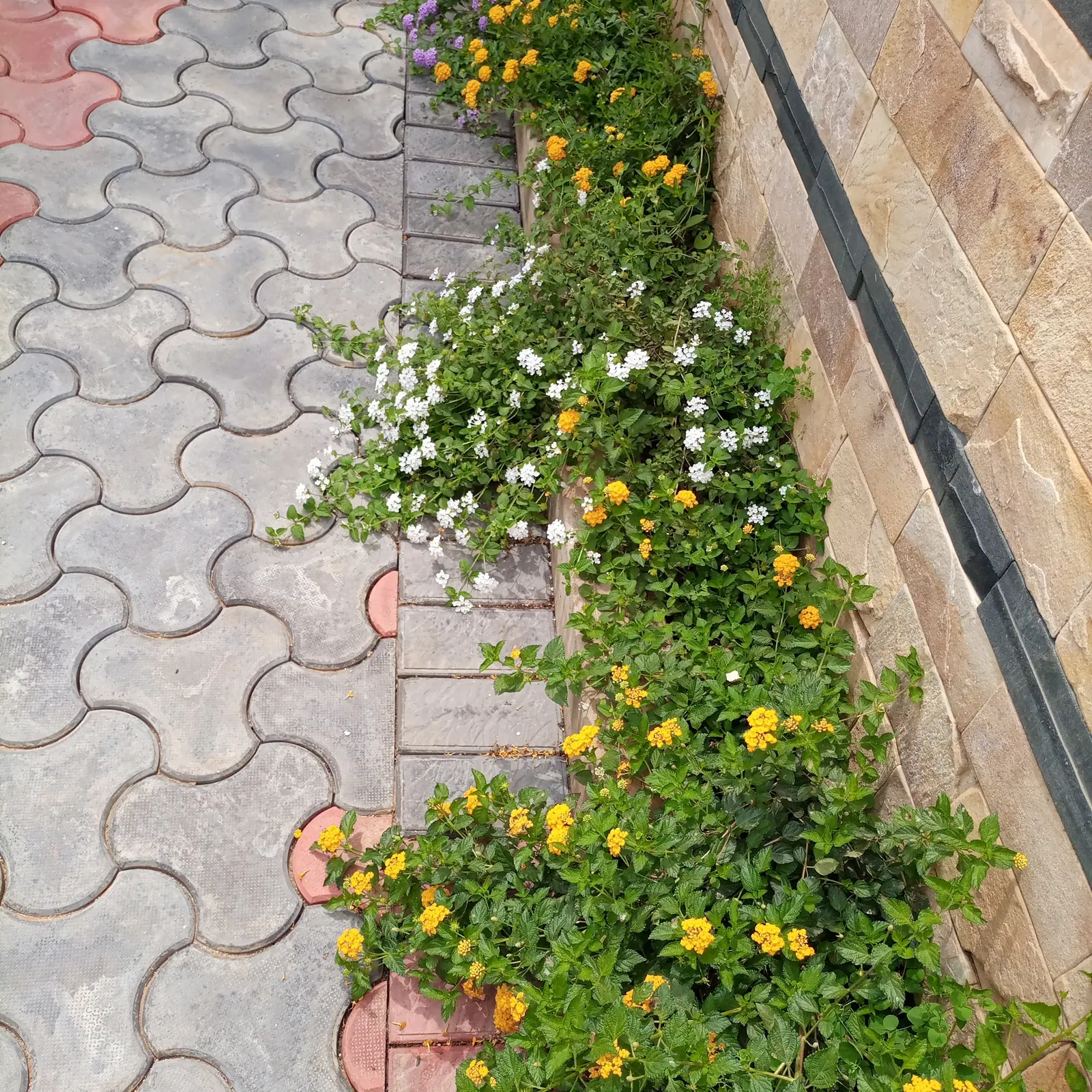 A narrow flowering border follows the edge of the paved route.