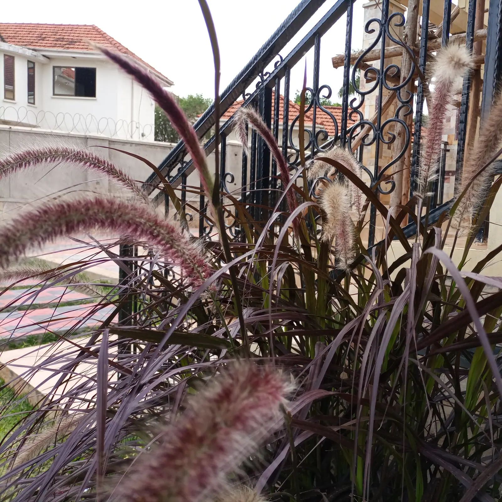 Feathery grasses sit beside the entrance railing.