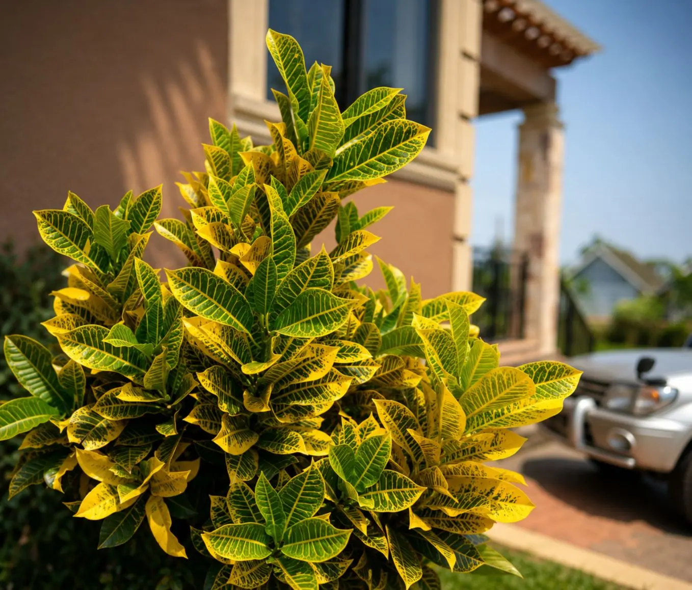 Yellow and green foliage beside the house at Bunga, Kampala