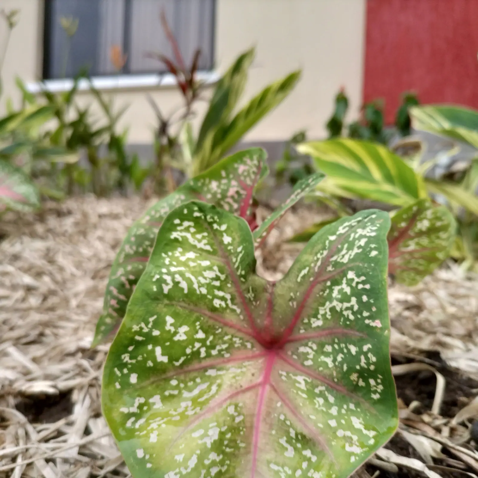 White flecks and pink veins bring detail to the green planting.