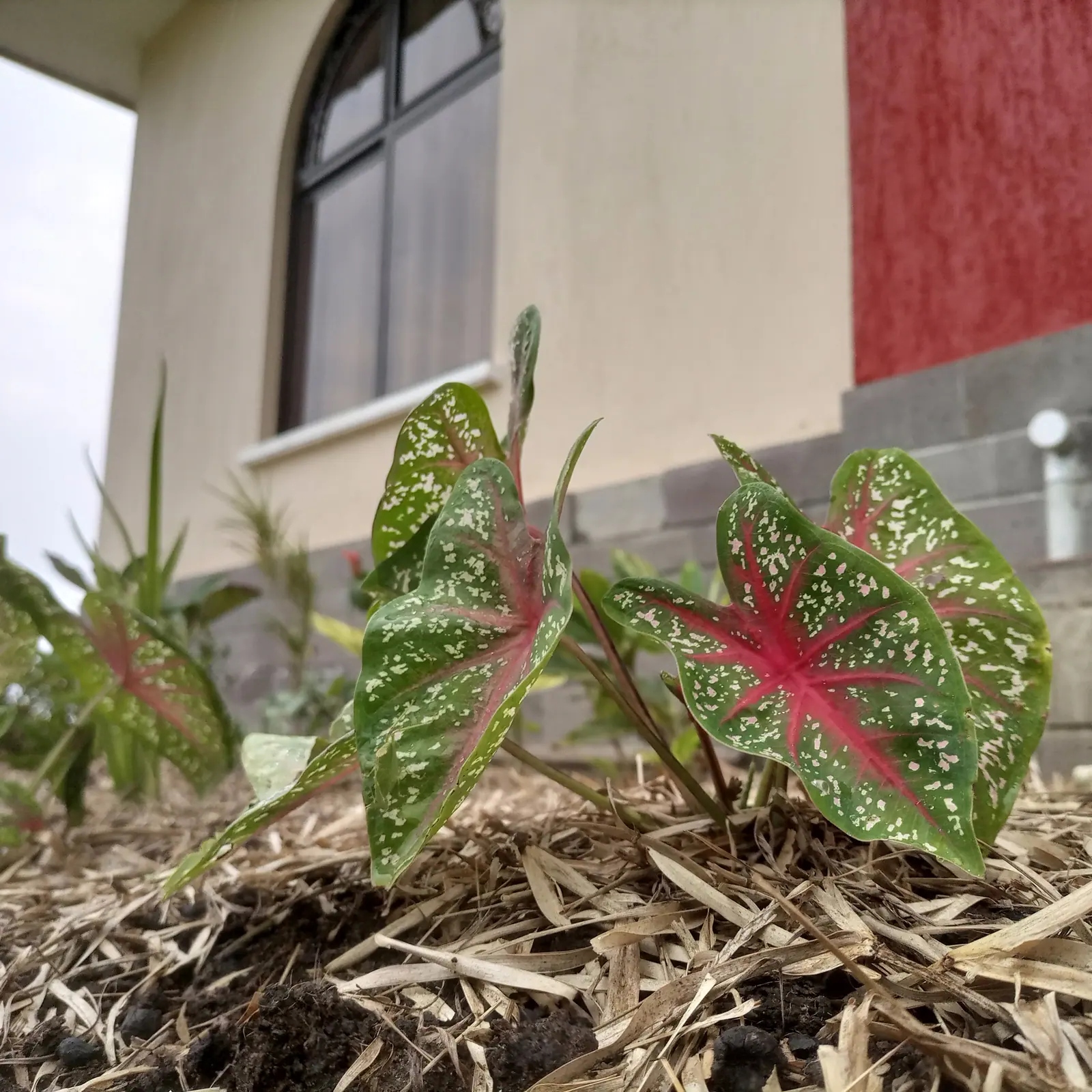 Low foliage sits beneath the house windows.