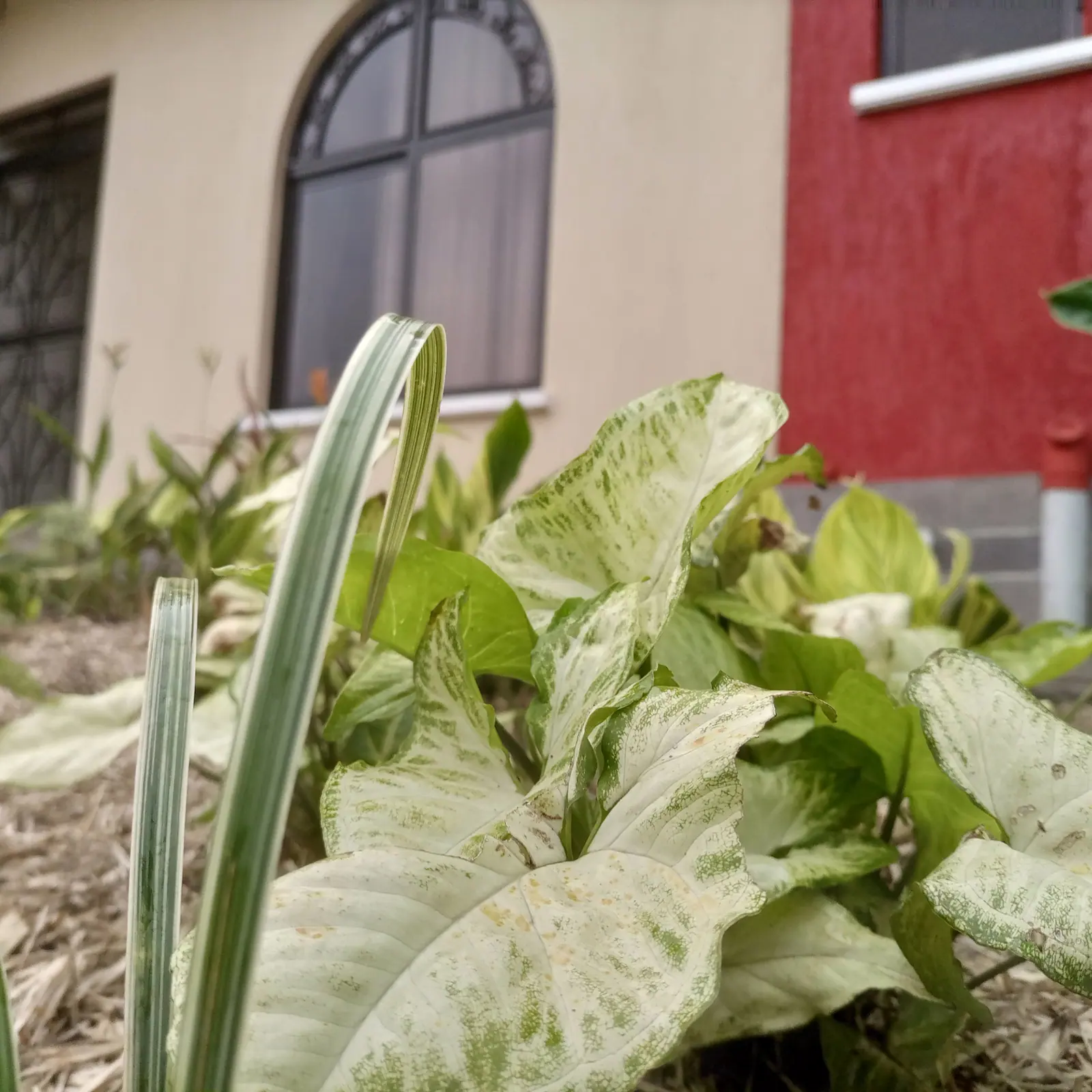 Upright leaves rise above a softer layer of foliage.