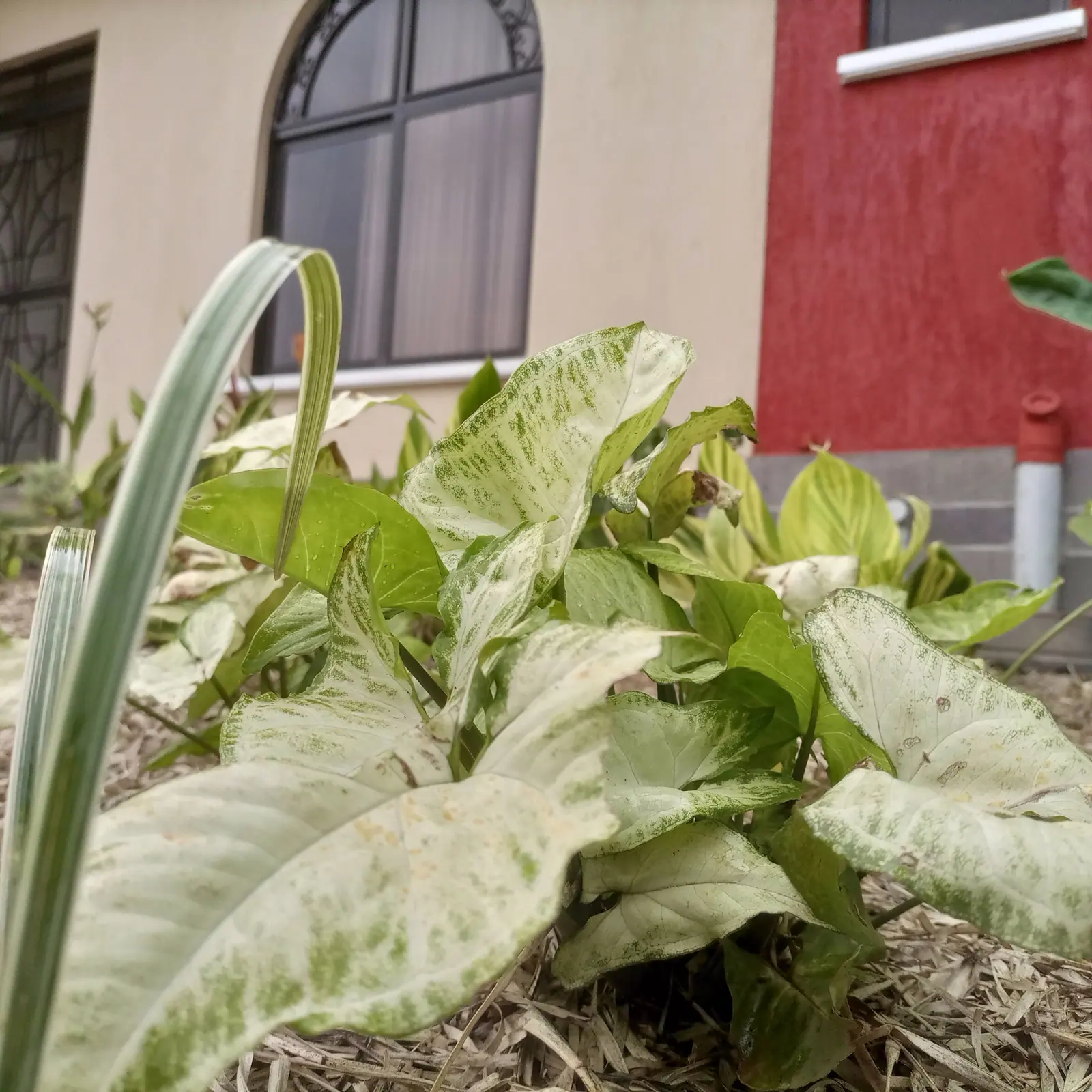 Mixed foliage frames the base of the house.