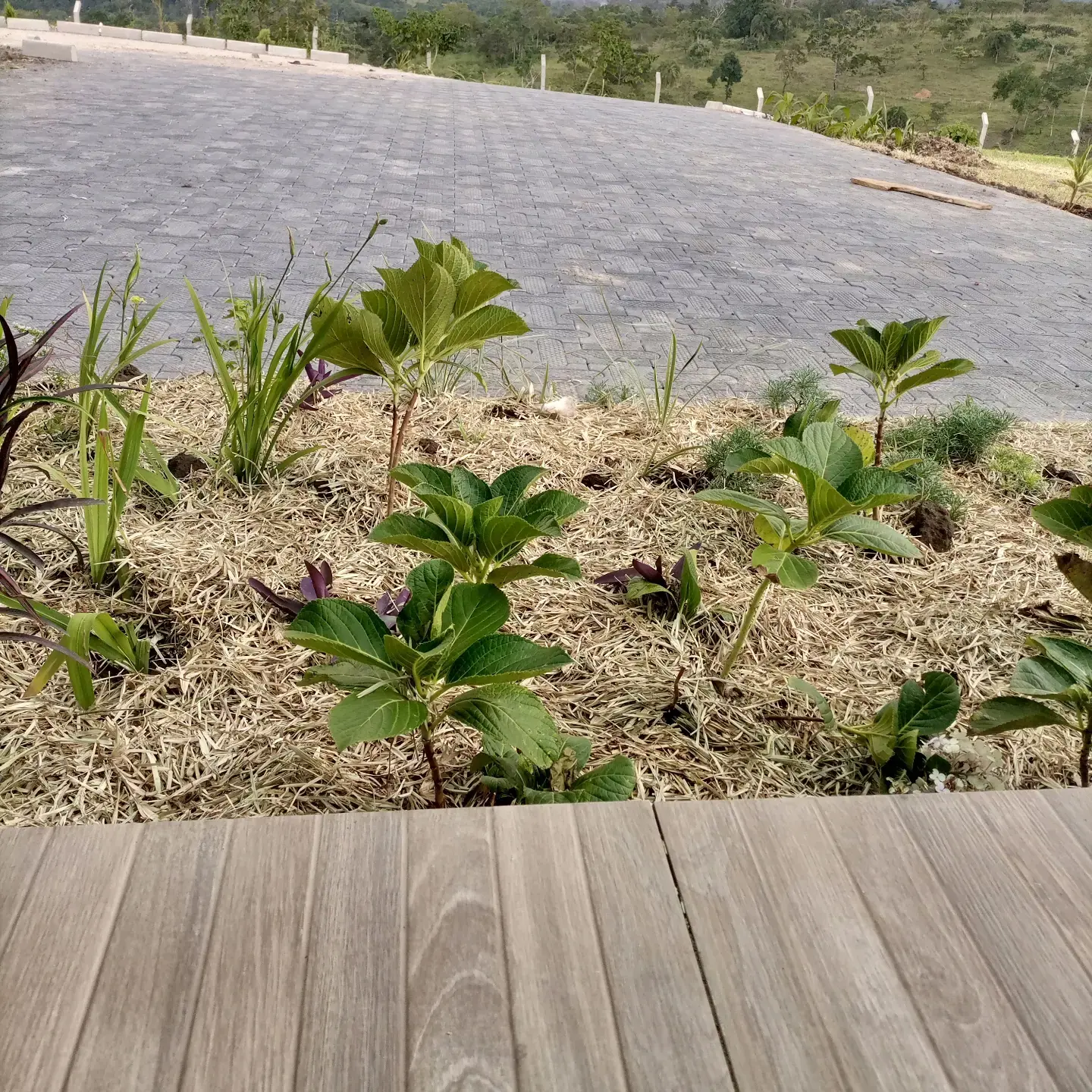 Young plants and mulch border the paved area.