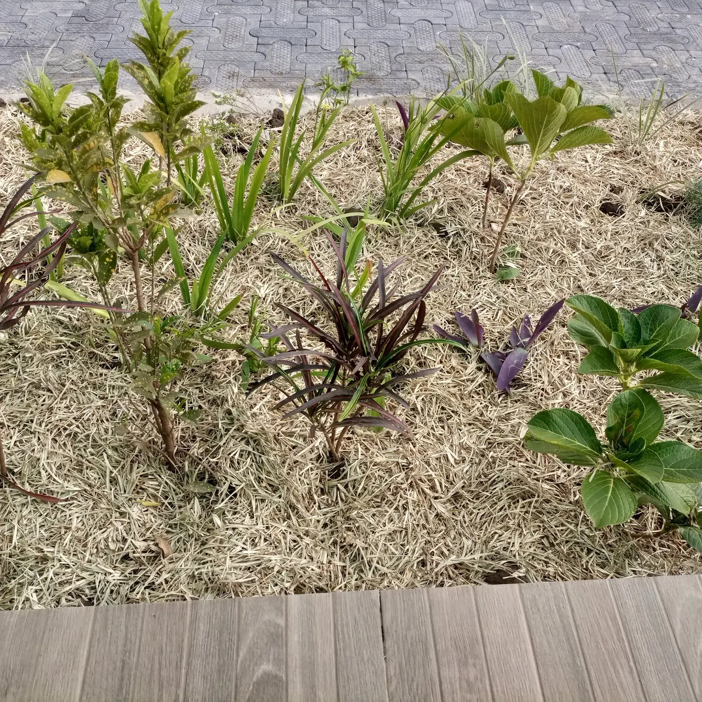 New planting is set into a mulched bed.