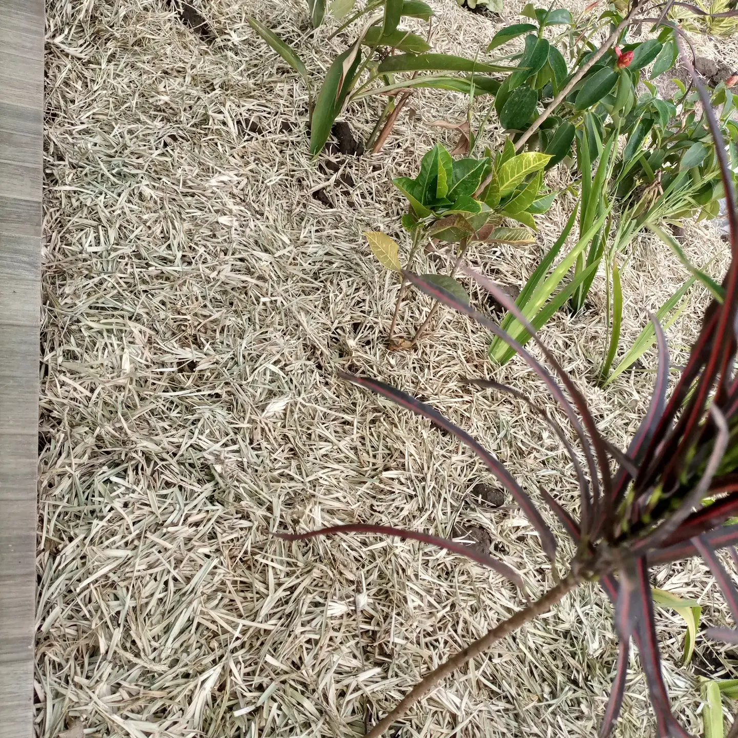 Stems, foliage and mulch at the edge of the garden.