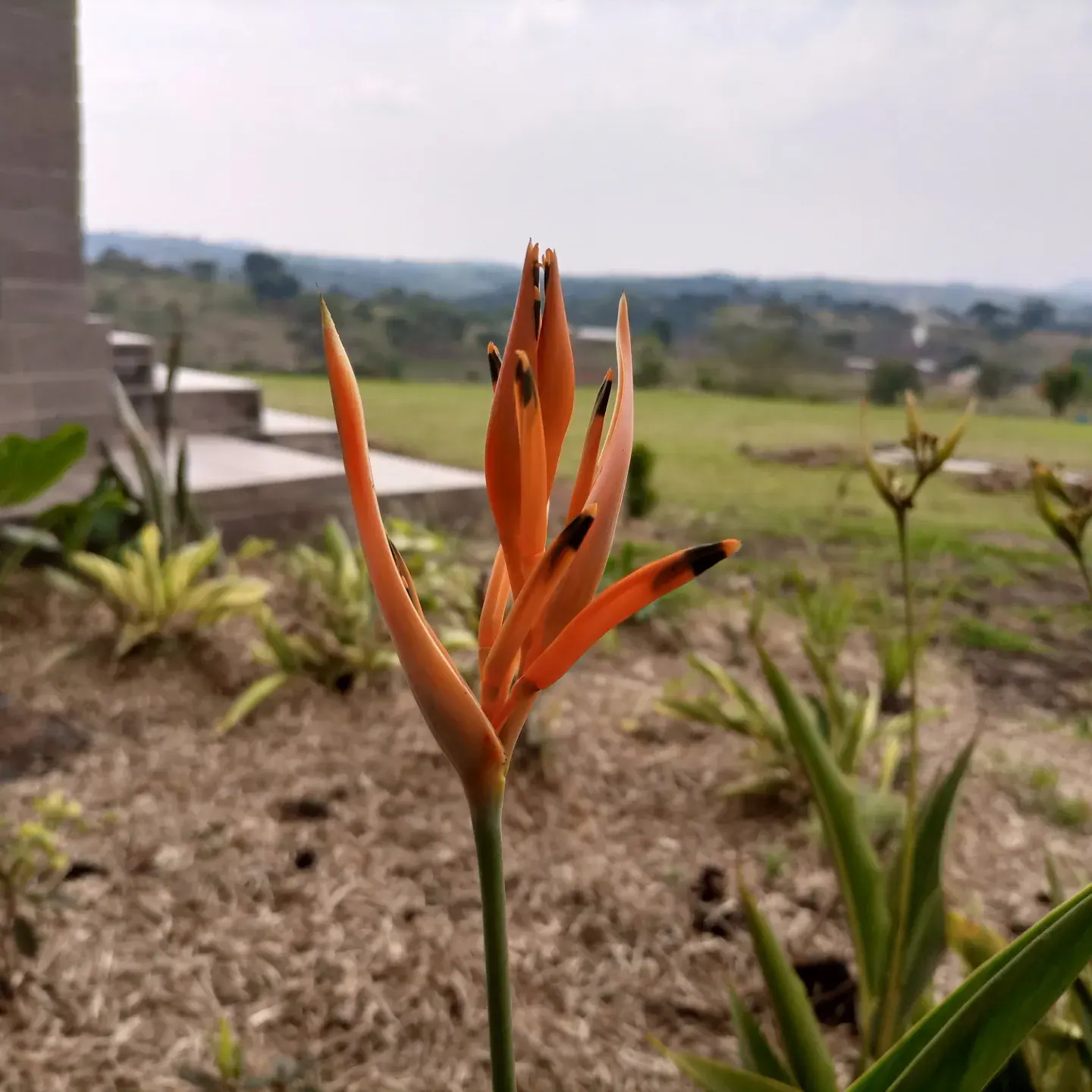 An orange bloom stands out against the distant landscape.