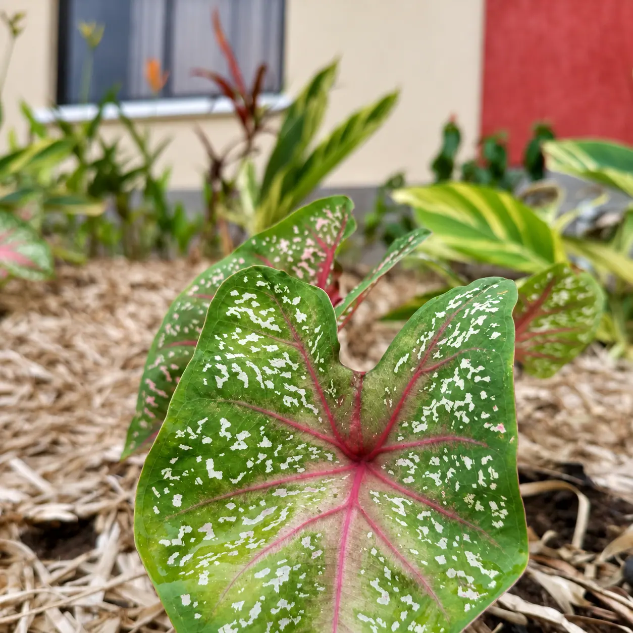 White flecks and pink veins bring detail to the green planting.